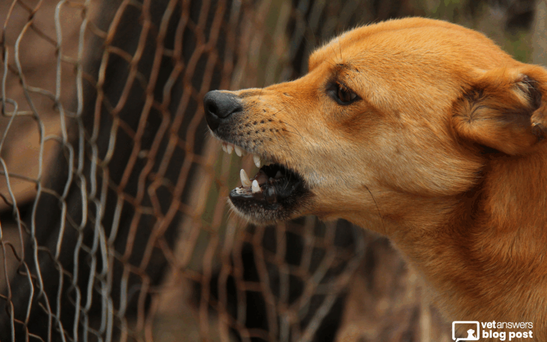 Understanding the rise in dog bites Part 2: Factors that contribute to dog bites